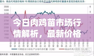 今日肉雞苗市場行情解析，最新價格動態及趨勢展望