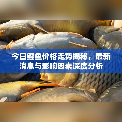 今日鯉魚價格走勢揭秘，最新消息與影響因素深度分析
