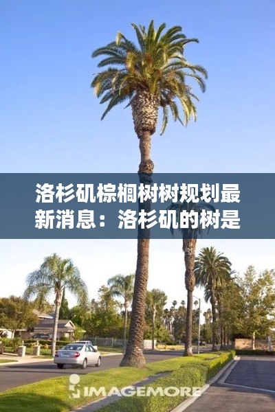 洛杉磯棕櫚樹樹規劃最新消息：洛杉磯的樹是什么樹 
