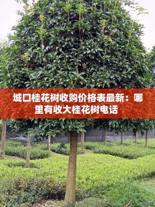 城口桂花樹收購價格表最新：哪里有收大桂花樹電話 