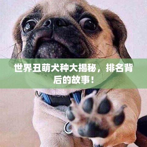 世界丑萌犬種大揭秘，排名背后的故事！