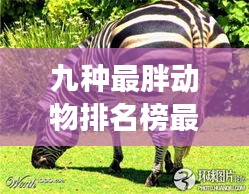 九種最胖動物排名榜最新：最胖的食肉動物 