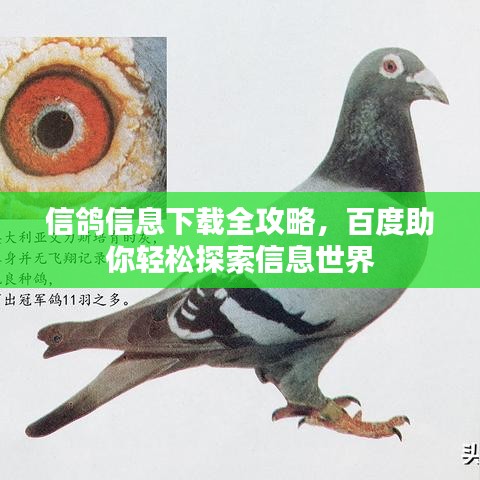 信鴿信息下載全攻略，百度助你輕松探索信息世界