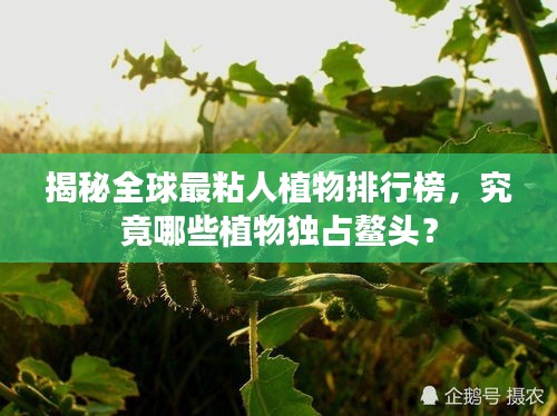 揭秘全球最粘人植物排行榜，究竟哪些植物獨占鰲頭？