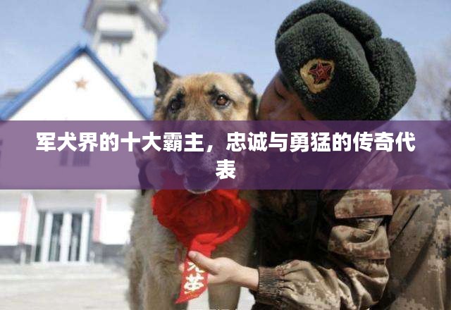 軍犬界的十大霸主，忠誠與勇猛的傳奇代表