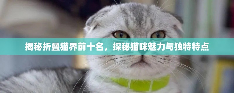 揭秘折疊貓界前十名，探秘貓咪魅力與獨特特點