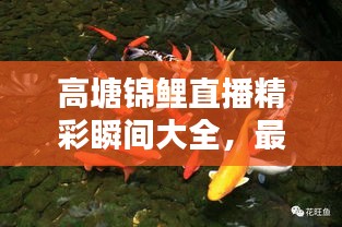 高塘錦鯉直播精彩瞬間大全，最新視頻一網打盡！