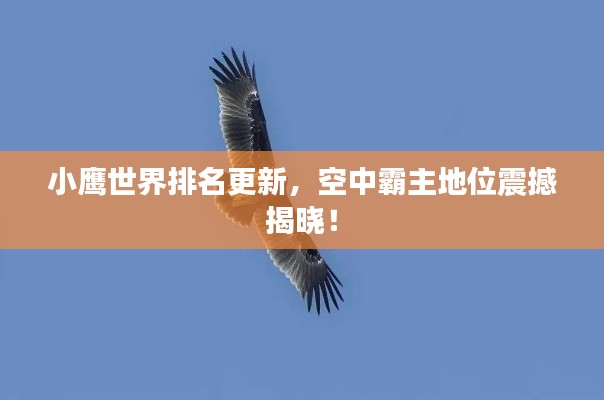 小鷹世界排名更新，空中霸主地位震撼揭曉！