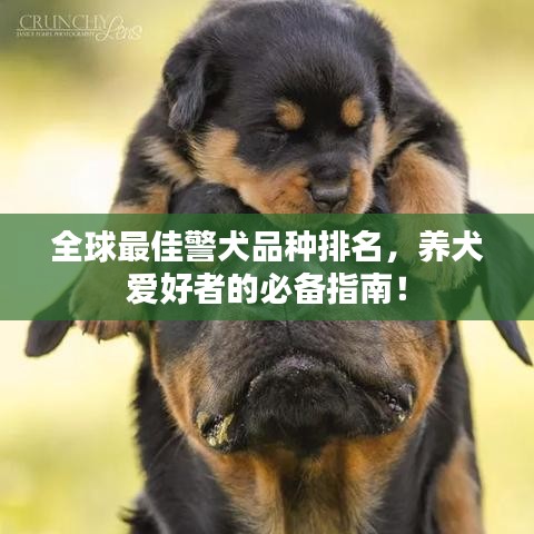 全球最佳警犬品種排名，養犬愛好者的必備指南！