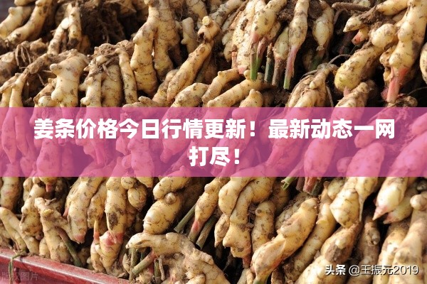 姜條價格今日行情更新！最新動態一網打盡！