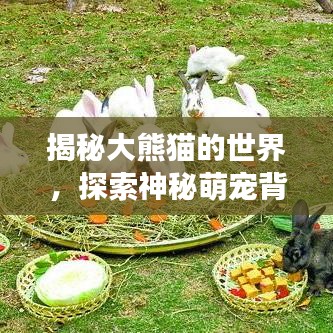 揭秘大熊貓的世界，探索神秘萌寵背后的故事百度獨家呈現