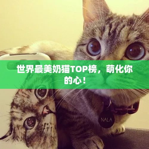 世界最美奶貓TOP榜，萌化你的心！