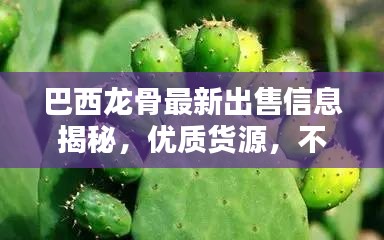 巴西龍骨最新出售信息揭秘，優質貨源，不容錯過！