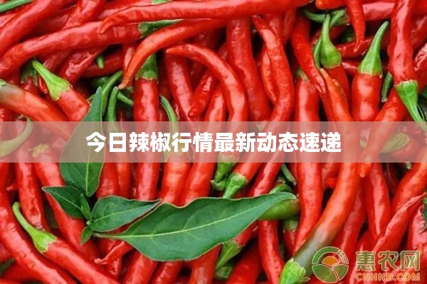 今日辣椒行情最新動(dòng)態(tài)速遞