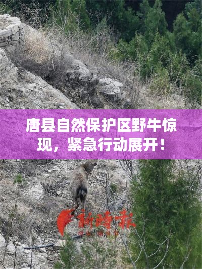 唐縣自然保護(hù)區(qū)野牛驚現(xiàn)，緊急行動(dòng)展開！