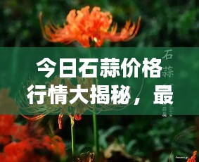 今日石蒜價格行情大揭秘，最新報告全面解析！