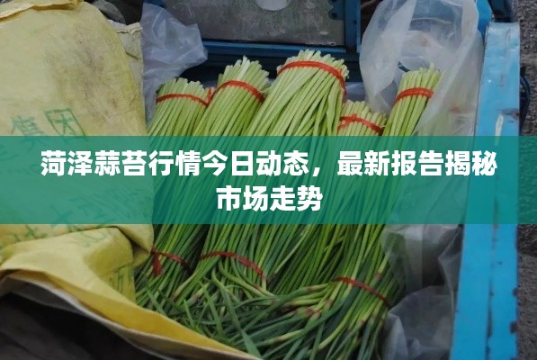 菏澤蒜苔行情今日動(dòng)態(tài)，最新報(bào)告揭秘市場(chǎng)走勢(shì)