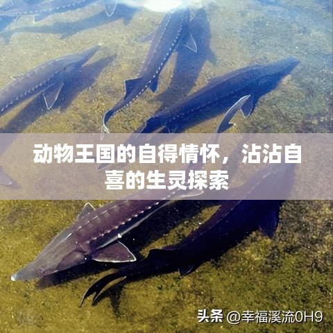動(dòng)物王國(guó)的自得情懷，沾沾自喜的生靈探索