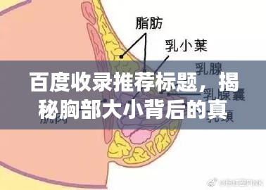 百度收錄推薦標題，揭秘胸部大小背后的真相，深入了解與探討的百度視角。