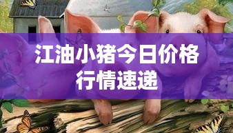 江油小豬今日價格行情速遞