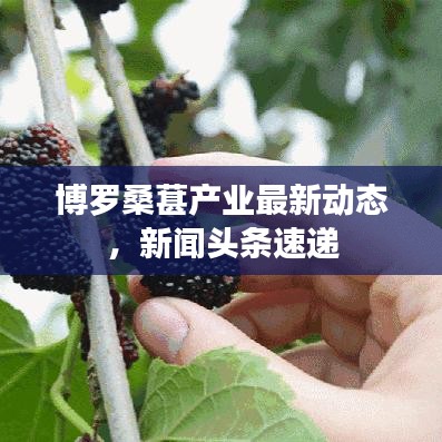 博羅桑葚產業最新動態，新聞頭條速遞