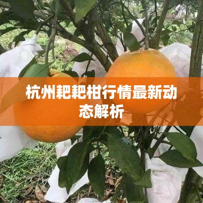 杭州耙耙柑行情最新動態解析