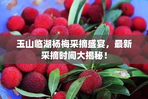 玉山臨湖楊梅采摘盛宴，最新采摘時間大揭秘！