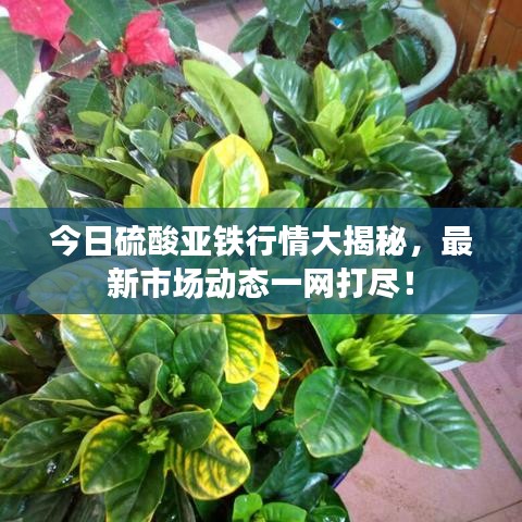 今日硫酸亞鐵行情大揭秘，最新市場動態一網打盡！