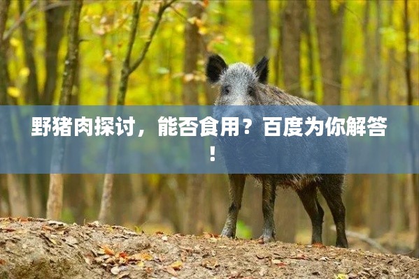 野豬肉探討，能否食用？百度為你解答！