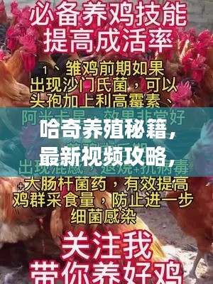 哈奇養殖秘籍，最新視頻攻略，助力養殖業騰飛！掌握關鍵技巧，事業騰飛起點