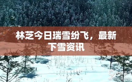 林芝今日瑞雪紛飛，最新下雪資訊