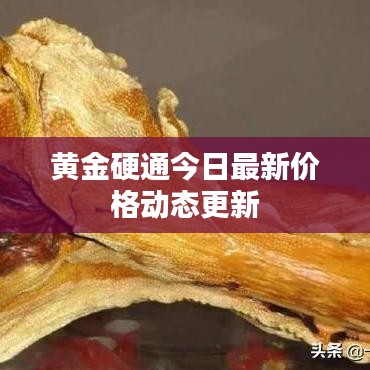 黃金硬通今日最新價格動態更新