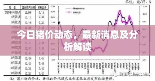 今日豬價(jià)動(dòng)態(tài)，最新消息及分析解讀