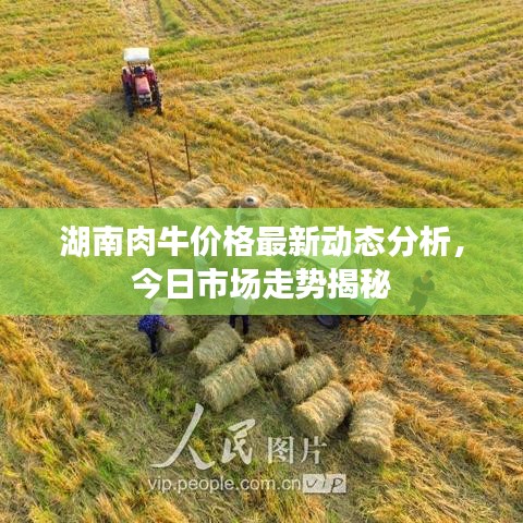 湖南肉牛價格最新動態分析，今日市場走勢揭秘