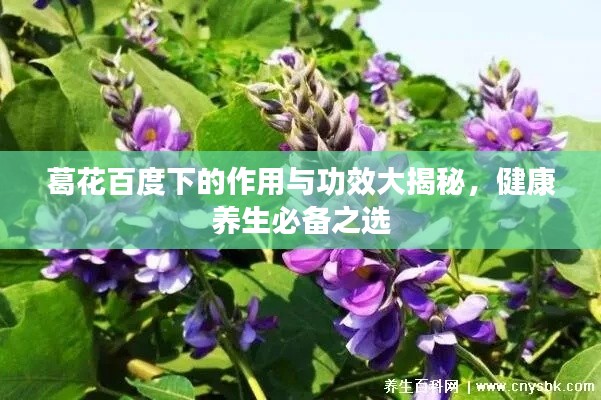 葛花百度下的作用與功效大揭秘，健康養生必備之選