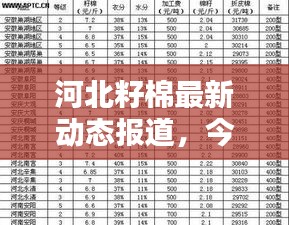 河北籽棉最新動態報道，今日更新消息搶先看！