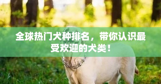 全球熱門犬種排名，帶你認識最受歡迎的犬類！