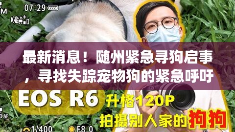 最新消息！隨州緊急尋狗啟事，尋找失蹤寵物狗的緊急呼吁！