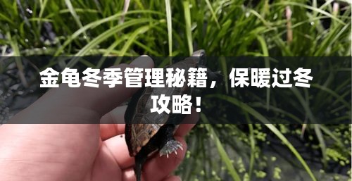 金龜冬季管理秘籍，保暖過冬攻略！