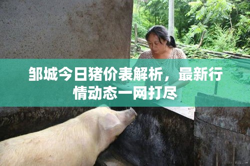 鄒城今日豬價表解析，最新行情動態一網打盡