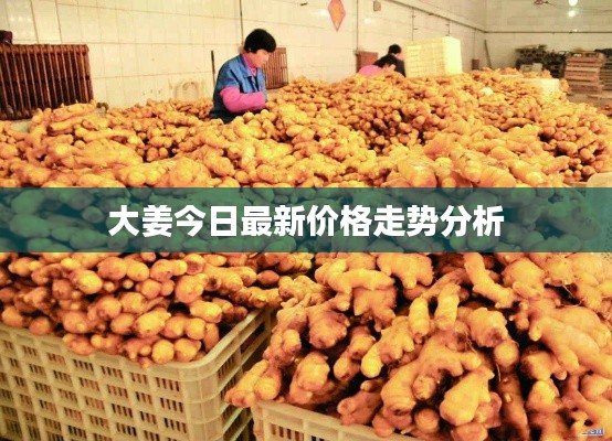 大姜今日最新價格走勢分析