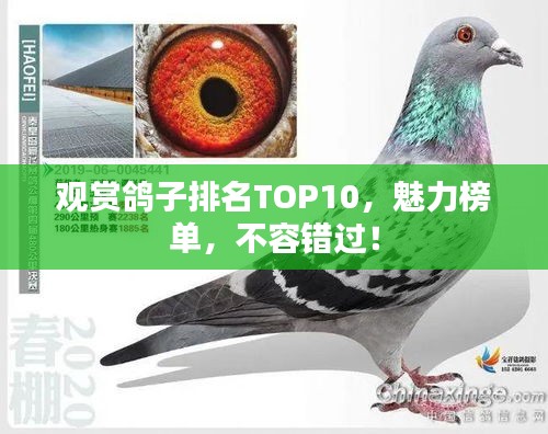 觀賞鴿子排名TOP10，魅力榜單，不容錯過！