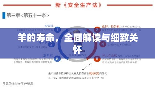 羊的壽命，全面解讀與細致關懷