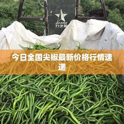今日全國尖椒最新價格行情速遞