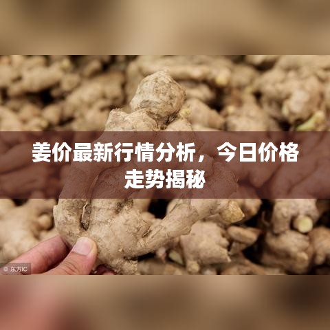 姜價最新行情分析，今日價格走勢揭秘