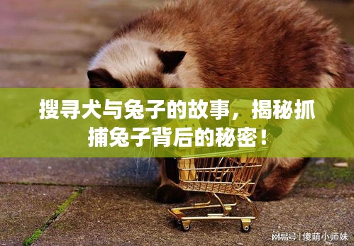 搜尋犬與兔子的故事，揭秘抓捕兔子背后的秘密！