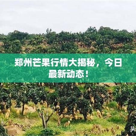 鄭州芒果行情大揭秘，今日最新動(dòng)態(tài)！