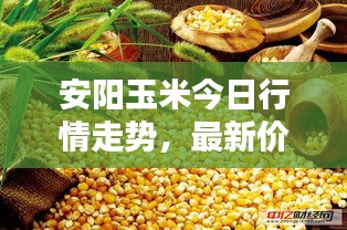 安陽玉米今日行情走勢(shì)，最新價(jià)格動(dòng)態(tài)一網(wǎng)打盡