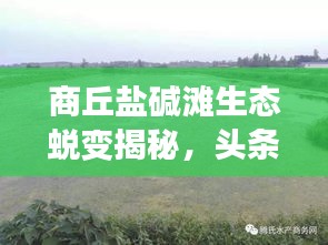 商丘鹽堿灘生態(tài)蛻變揭秘，頭條新聞直播見(jiàn)證奇跡之路