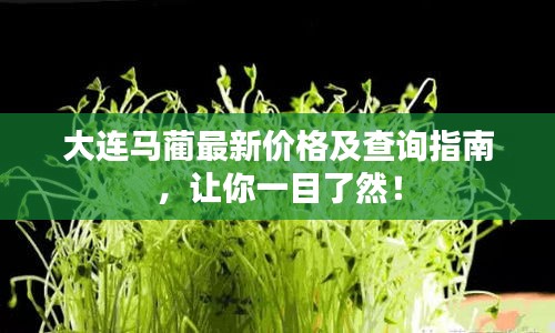 大連馬藺最新價格及查詢指南，讓你一目了然！